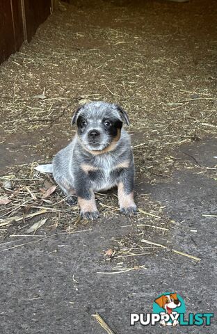 Beautiful family friendly blue heeler puppies