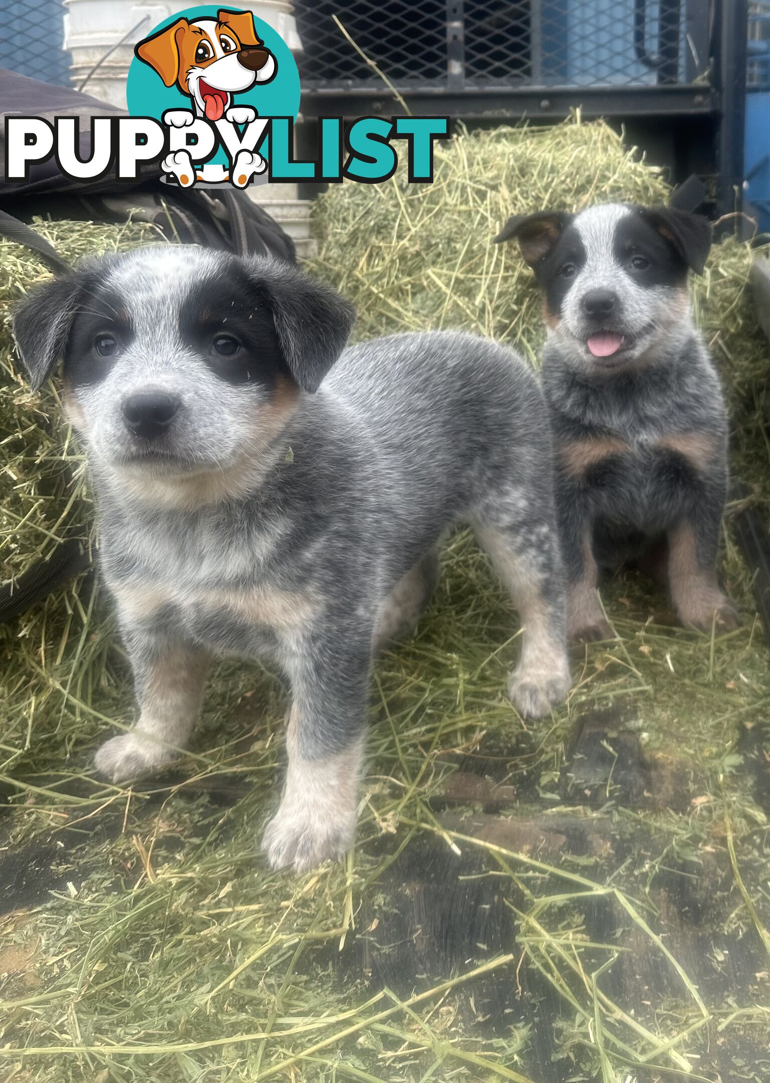 Beautiful family friendly blue heeler puppies