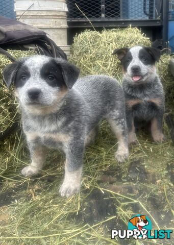 Beautiful family friendly blue heeler puppies