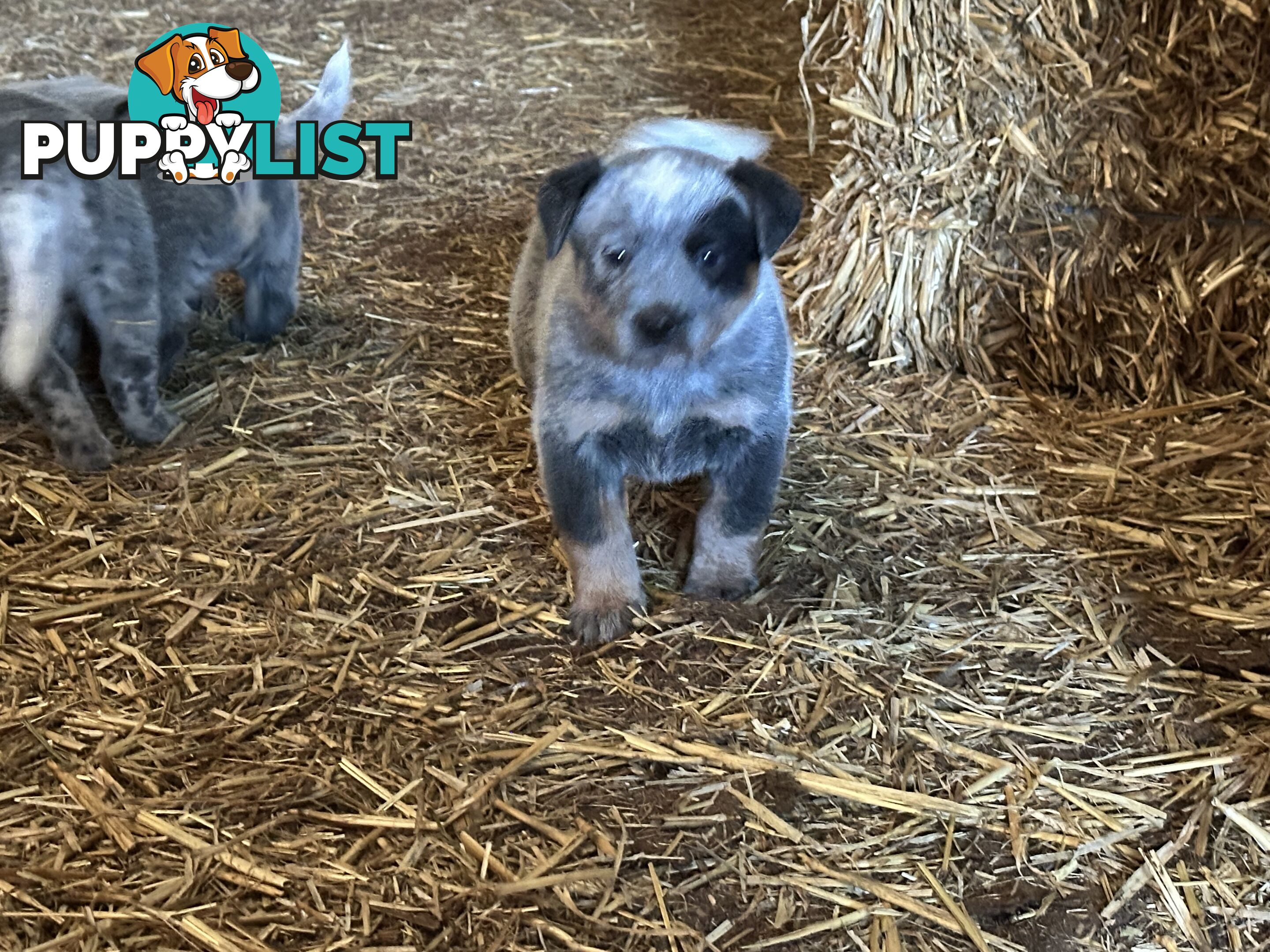 Beautiful family friendly blue heeler puppies