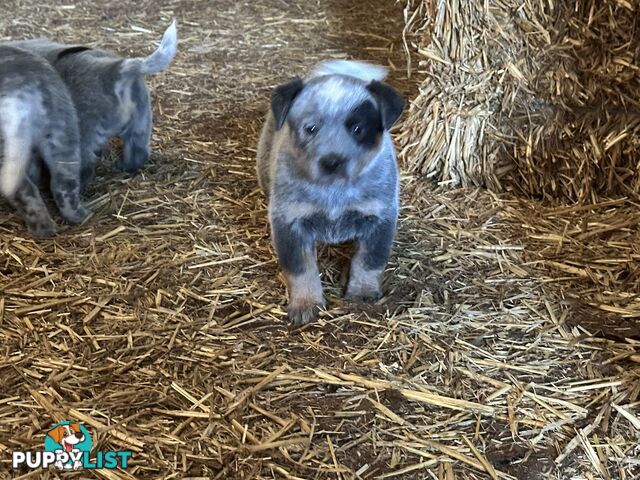 Beautiful family friendly blue heeler puppies