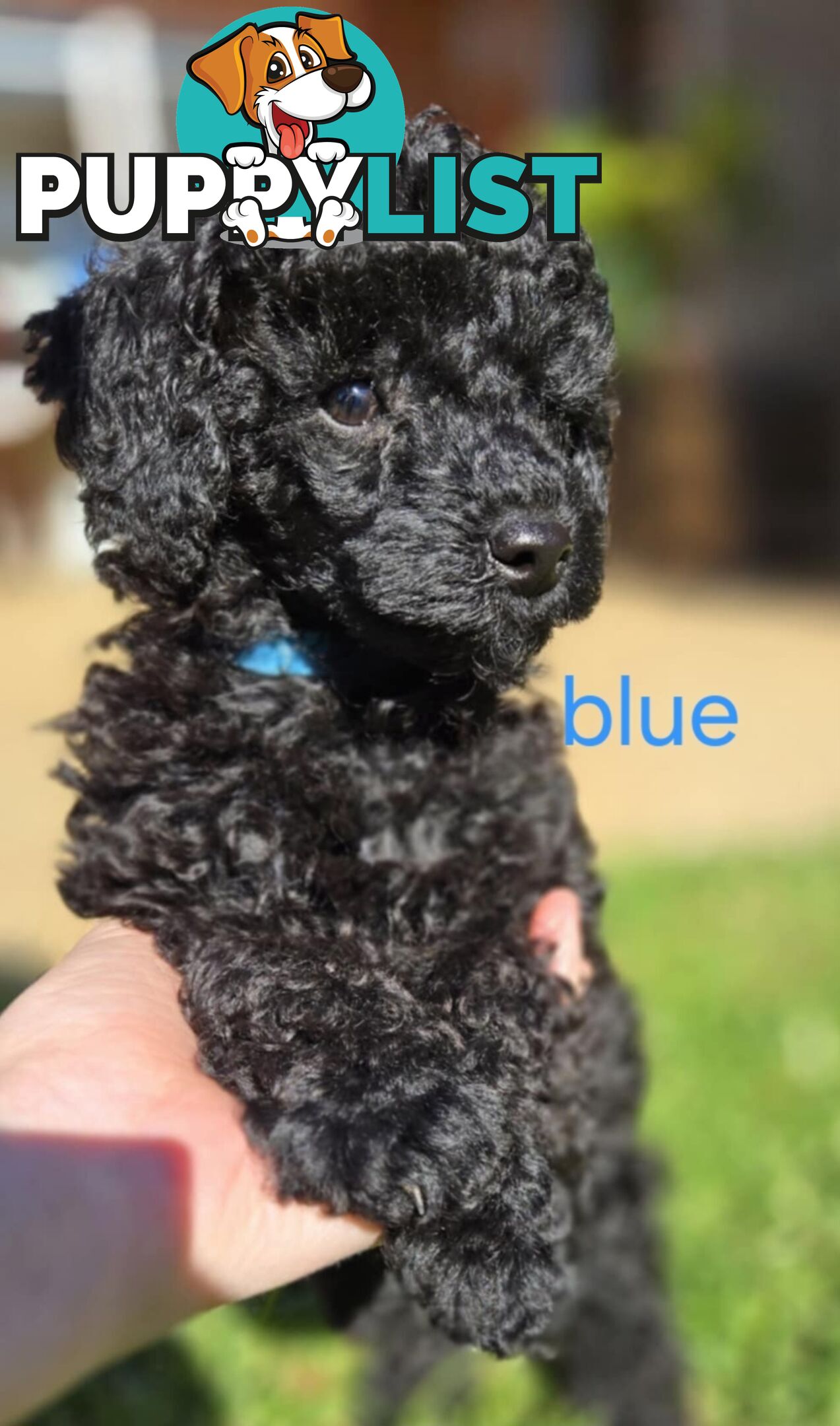 Black Male Toy Poodle Puppies