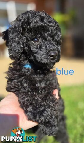 Black Male Toy Poodle Puppies