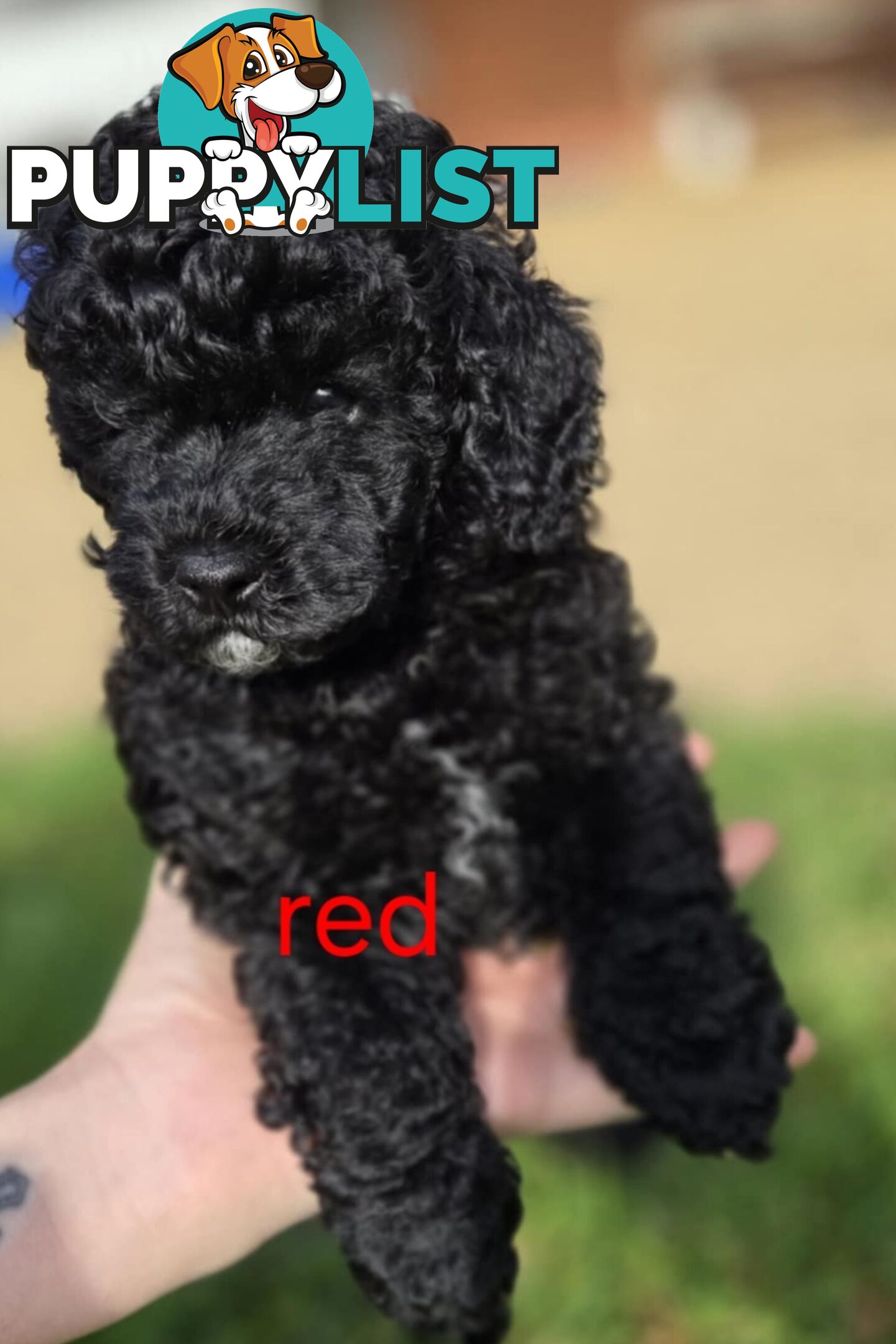 Black Male Toy Poodle Puppies