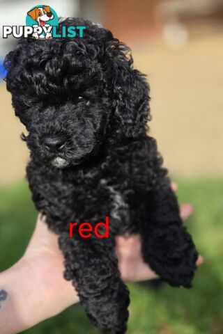 Black Male Toy Poodle Puppies