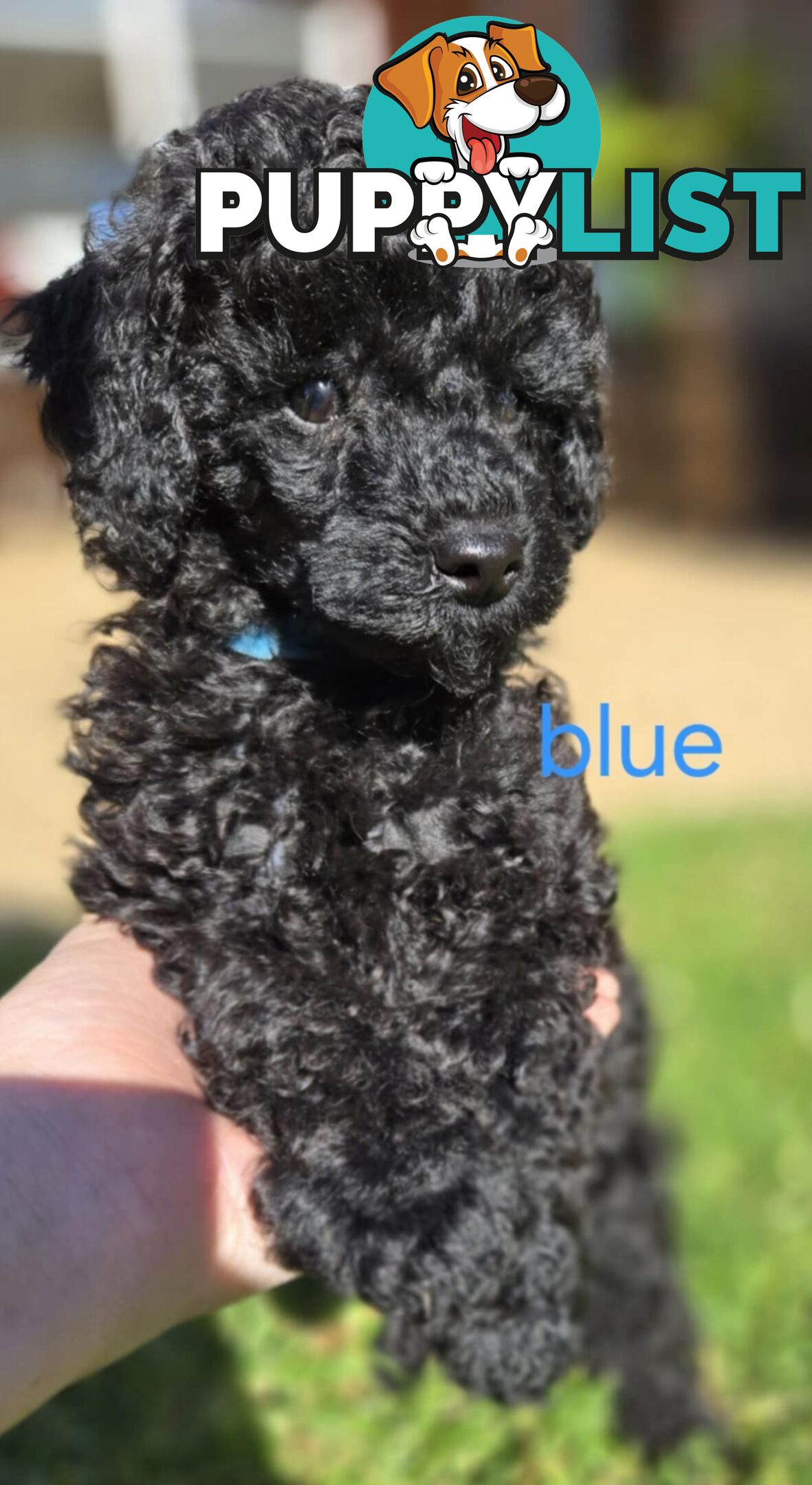 Black Male Toy Poodle Puppies