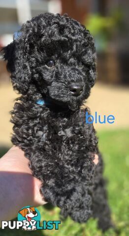 Black Male Toy Poodle Puppies