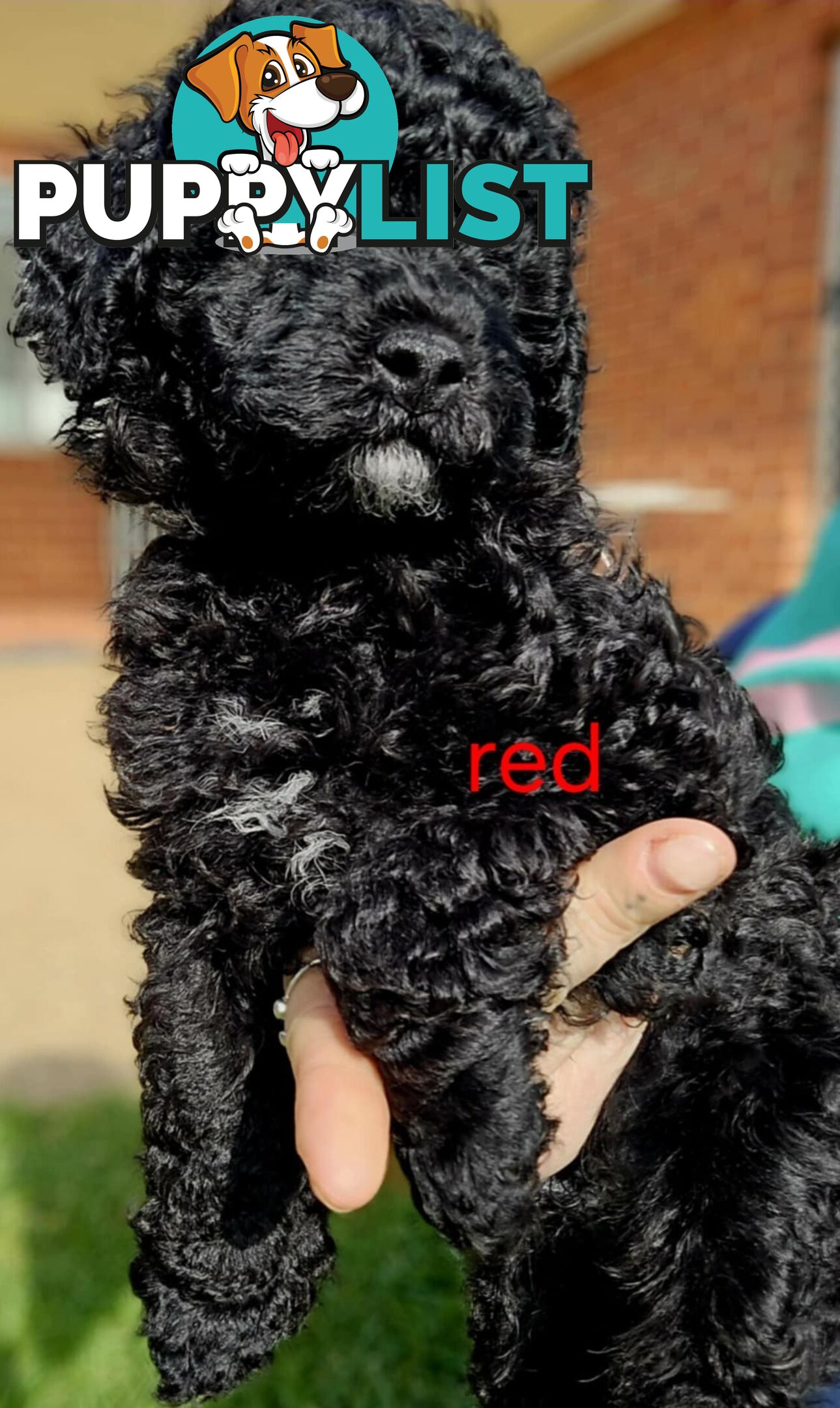 Black Male Toy Poodle Puppies