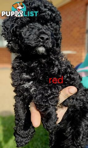Black Male Toy Poodle Puppies