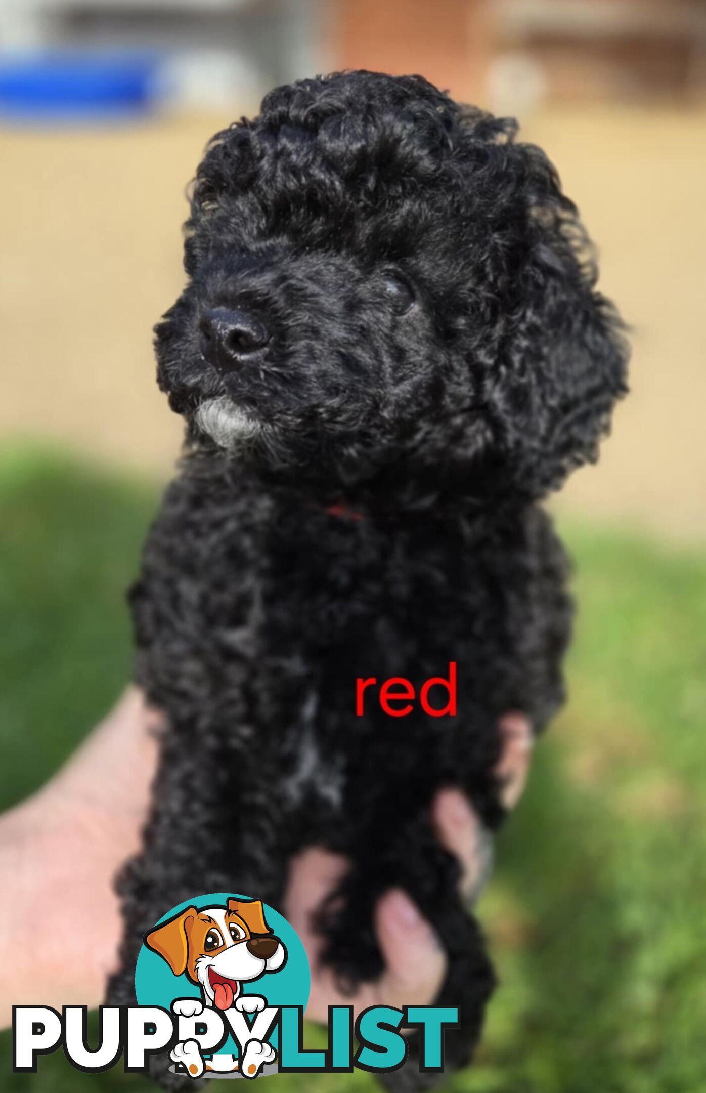 Black Male Toy Poodle Puppies