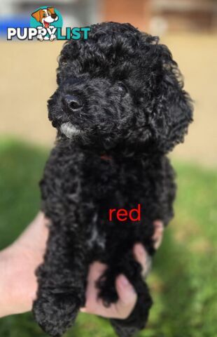 Black Male Toy Poodle Puppies