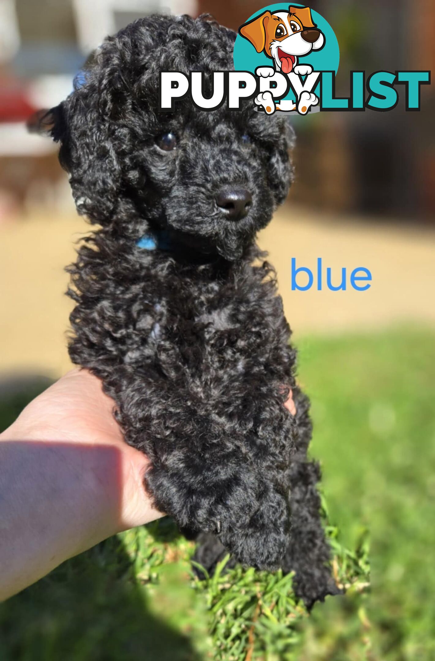 Black Male Toy Poodle Puppies