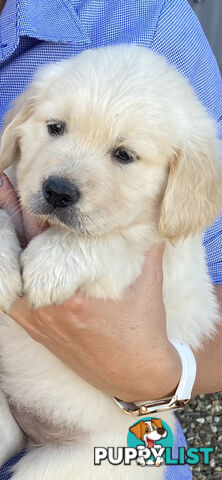 Golden Retriever Pedigree pups READY NOW