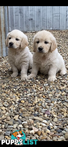 Golden Retriever Pedigree pups READY NOW