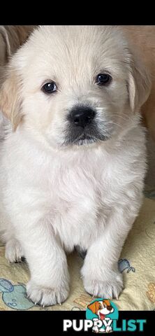 Golden Retriever Pedigree pups READY NOW