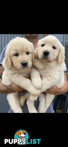 Golden Retriever Pedigree pups READY NOW