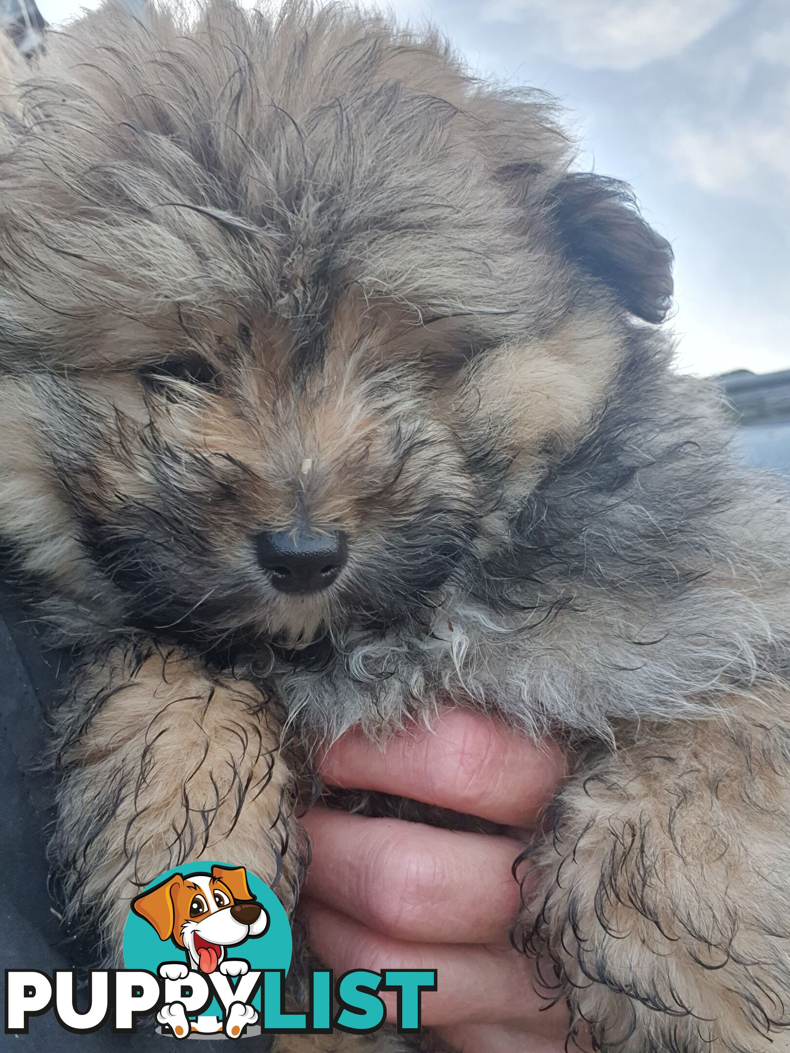 French Pommerdog x Pomeranian puppies