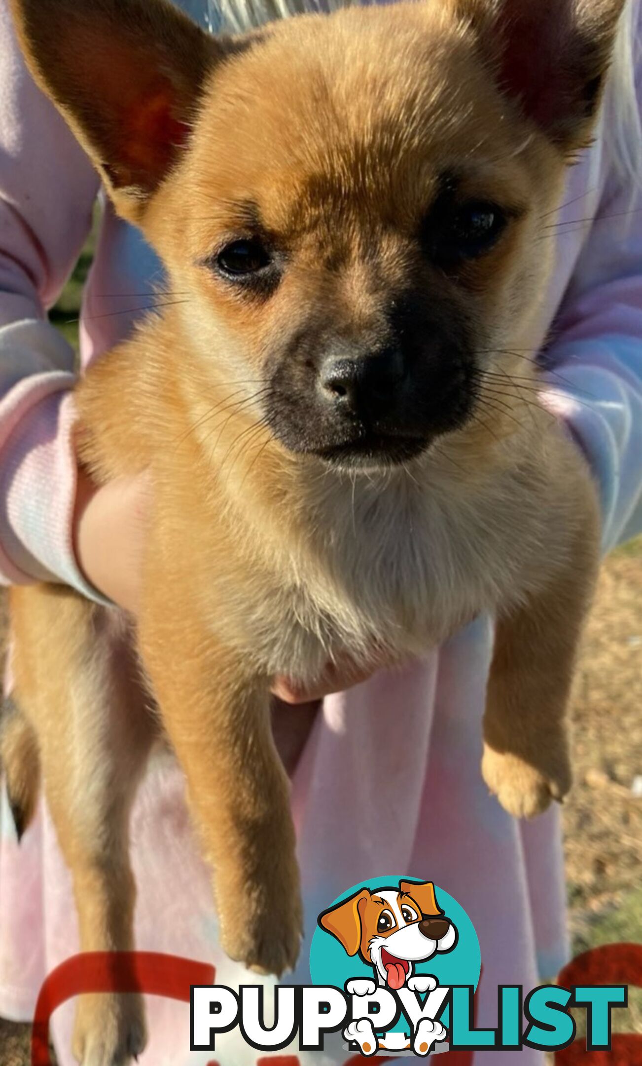 French Pommerdog x Pomeranian puppies