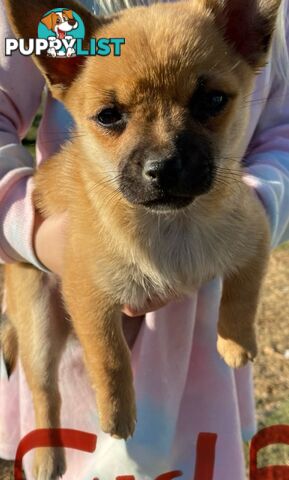 French Pommerdog x Pomeranian puppies