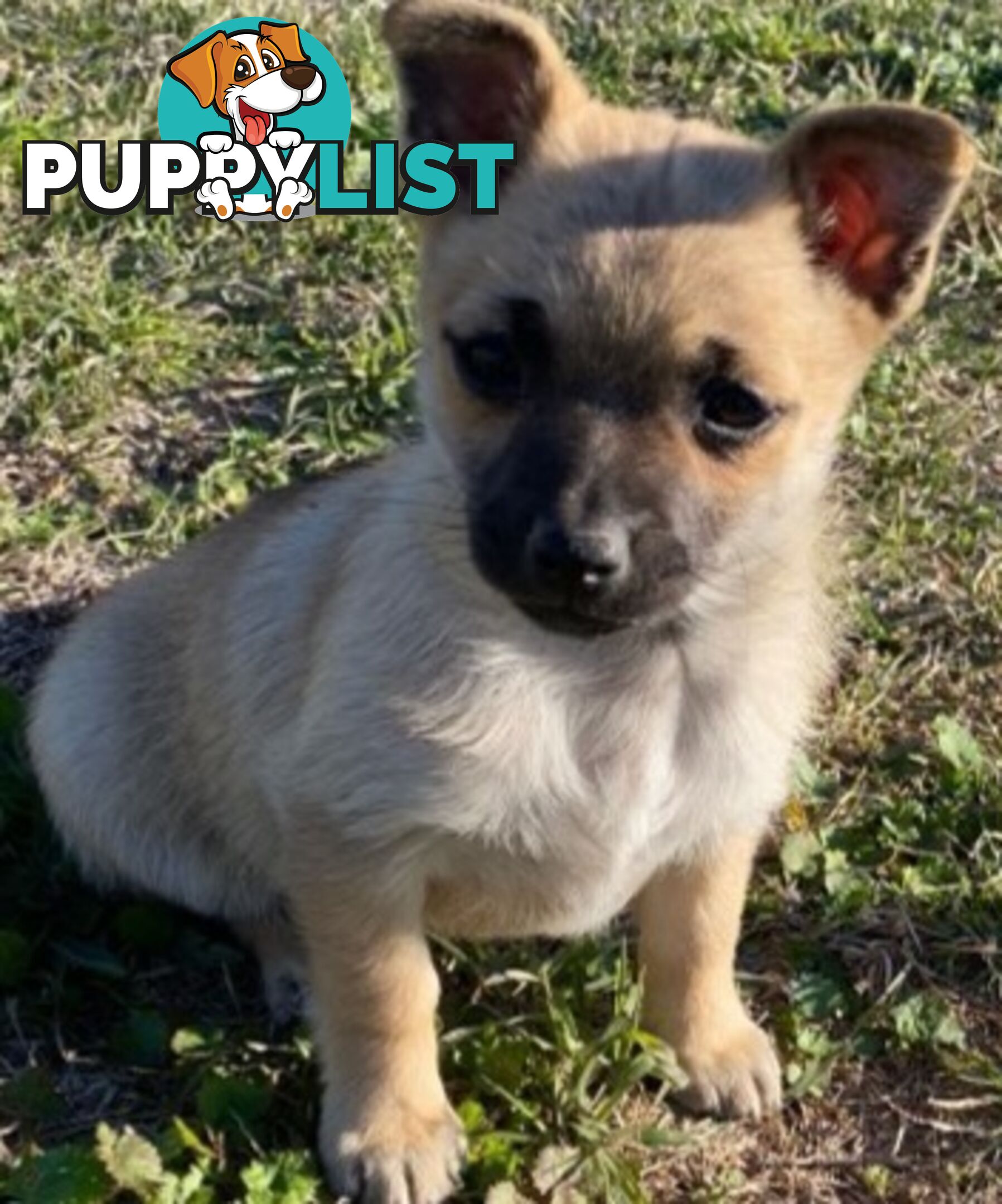 French Pommerdog x Pomeranian puppies