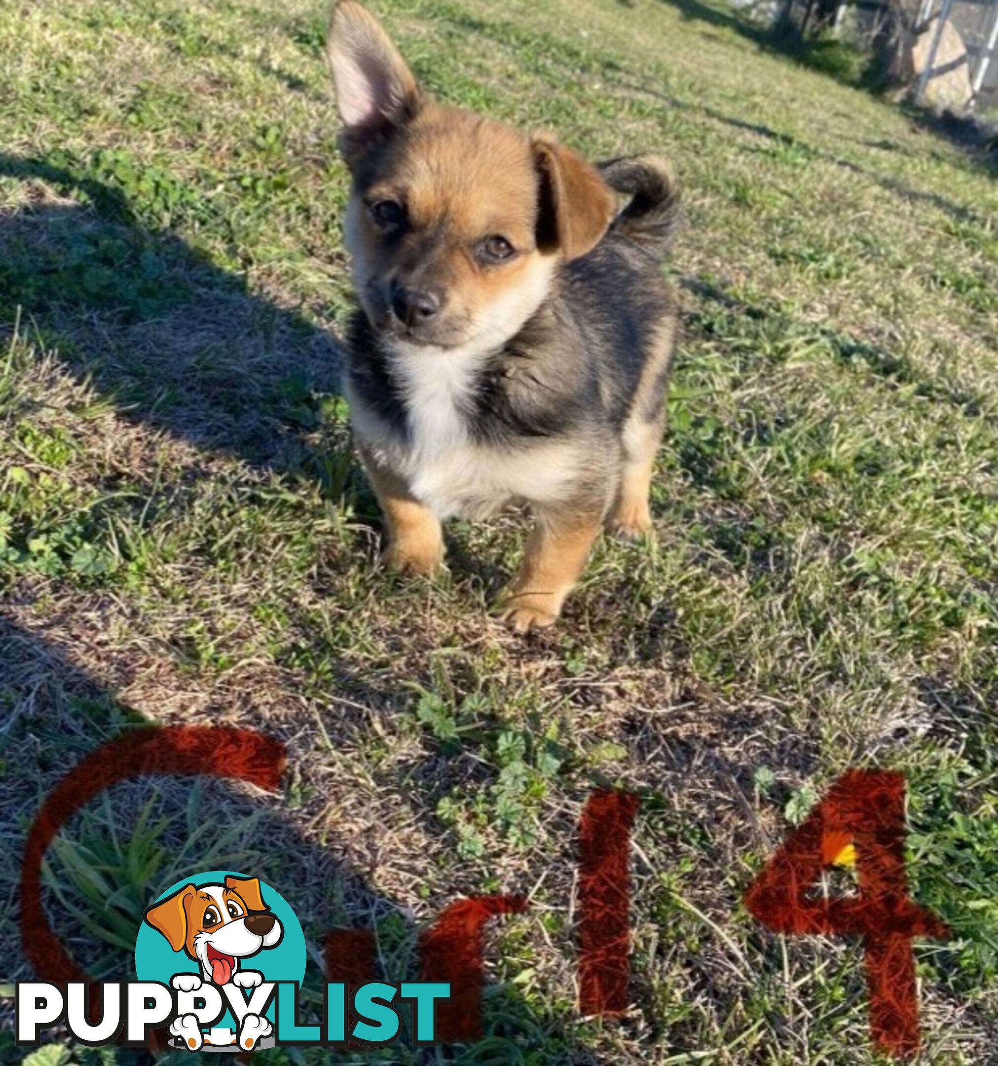 French Pommerdog x Pomeranian puppies