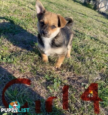 French Pommerdog x Pomeranian puppies