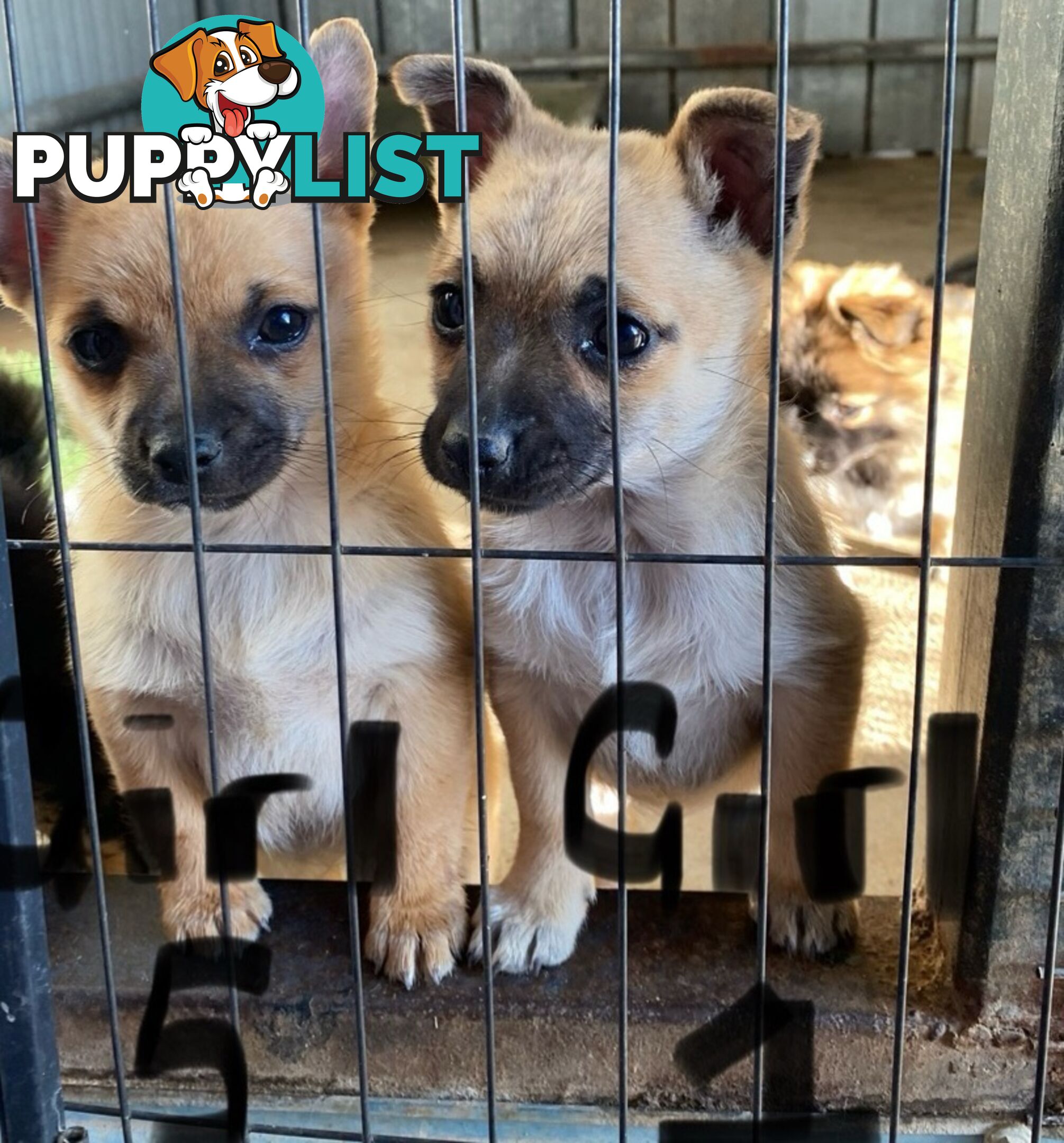 French Pommerdog x Pomeranian puppies