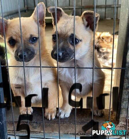 French Pommerdog x Pomeranian puppies