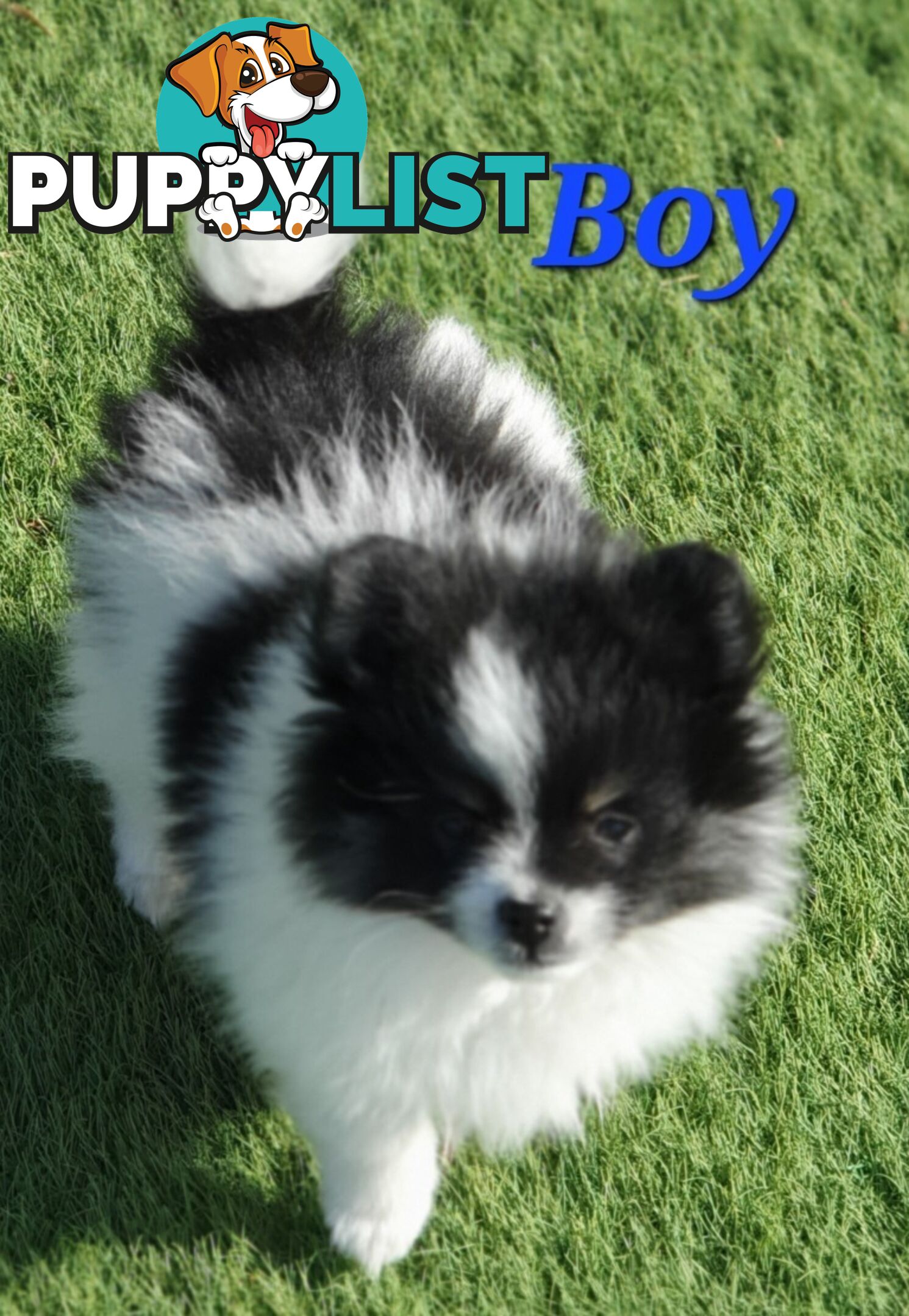 Pomeranian puppies