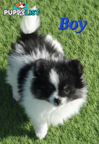 Pomeranian puppies