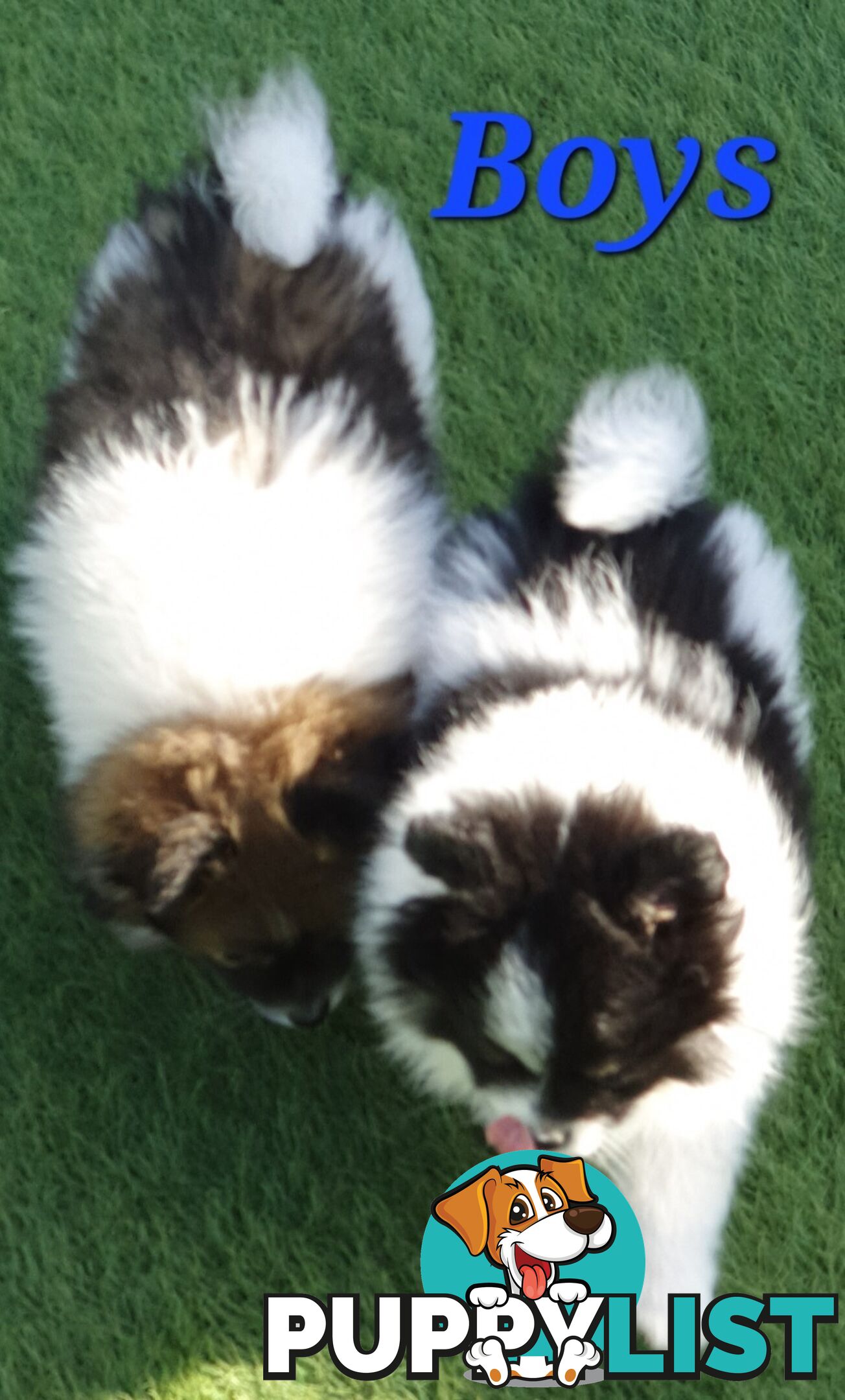 Pomeranian puppies