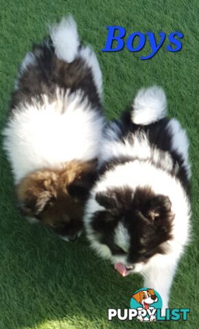Pomeranian puppies
