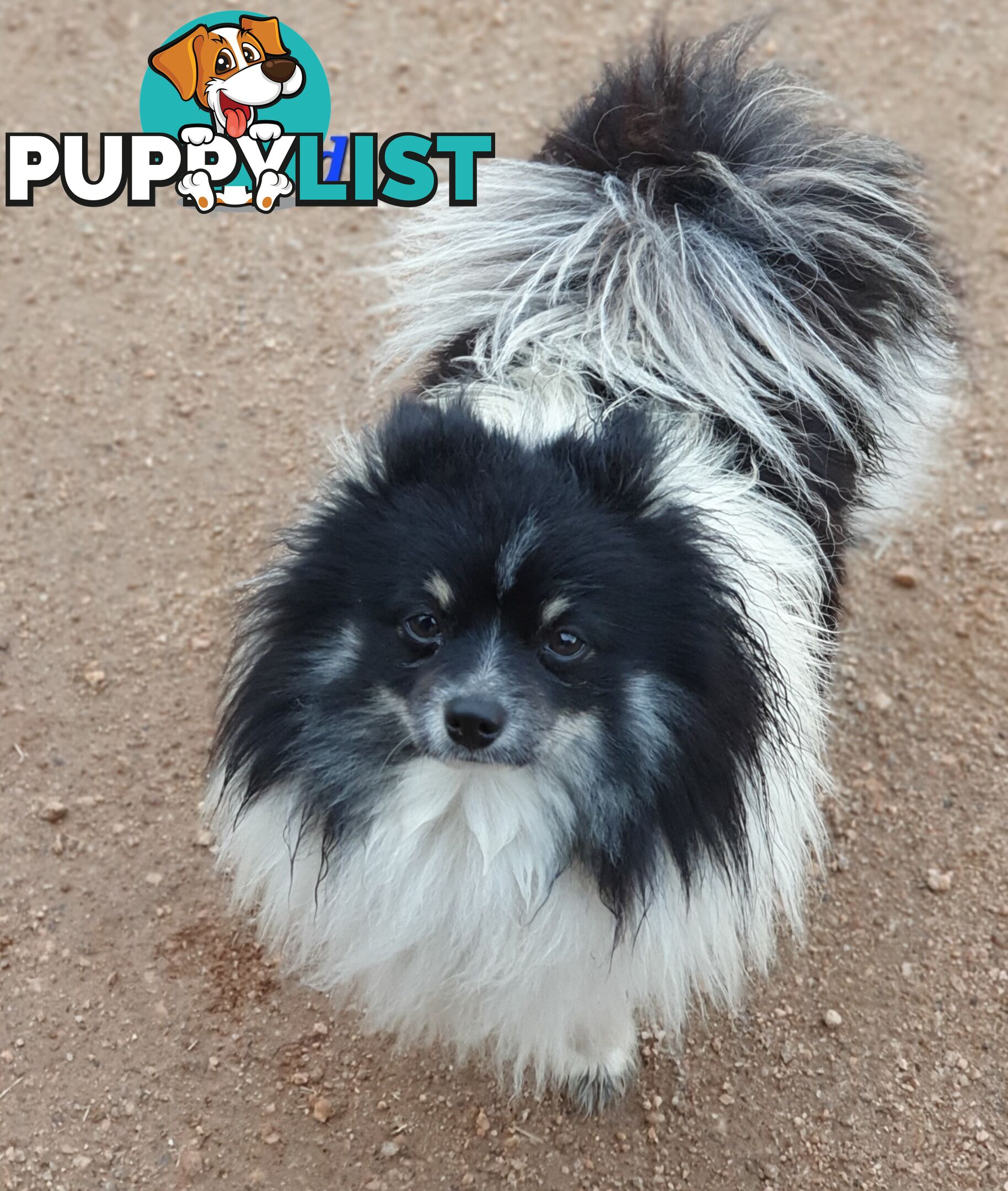 Pomeranian puppies