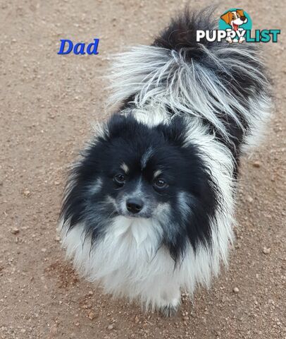 Pomeranian puppies