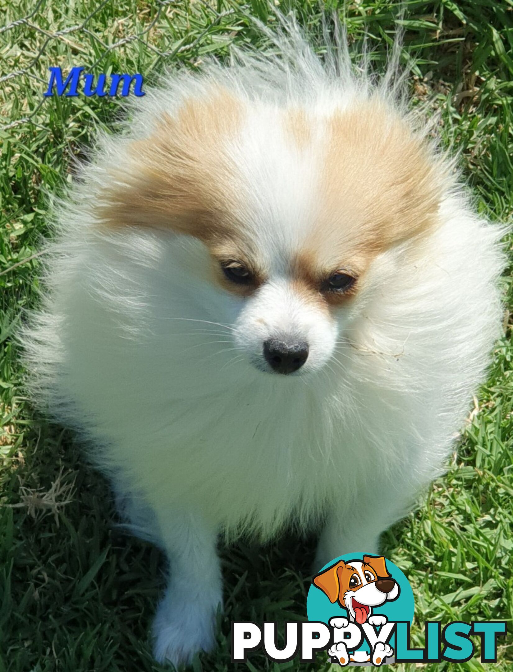 Pomeranian puppies