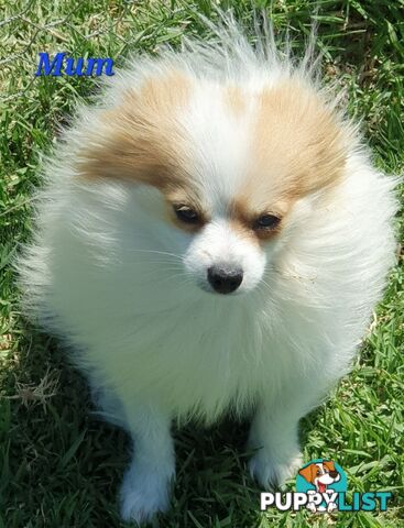 Pomeranian puppies