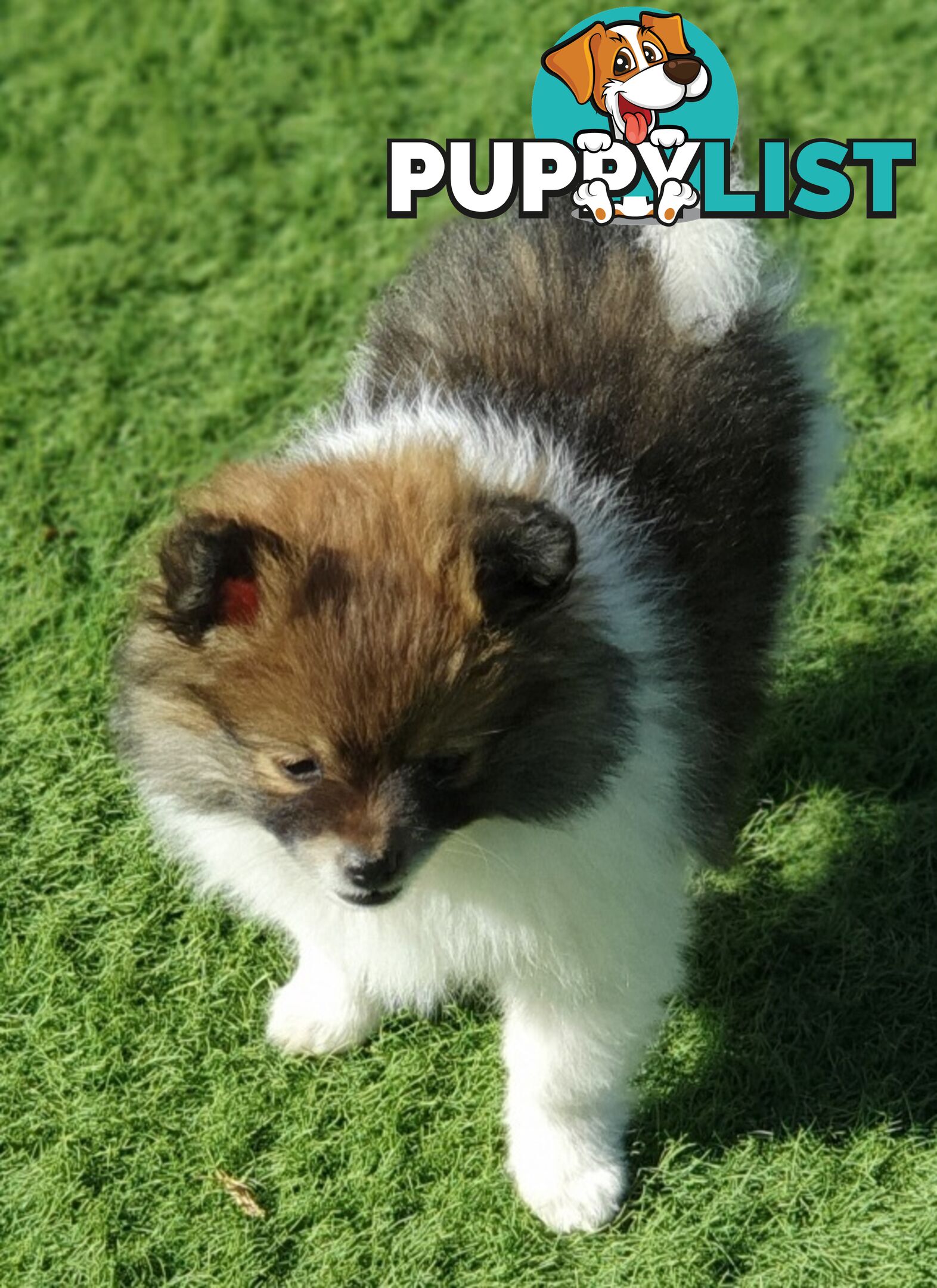 Pomeranian puppies