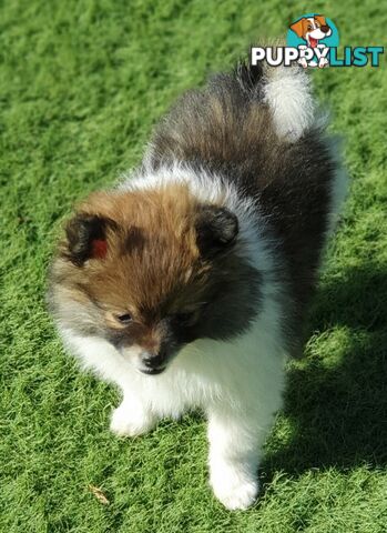 Pomeranian puppies