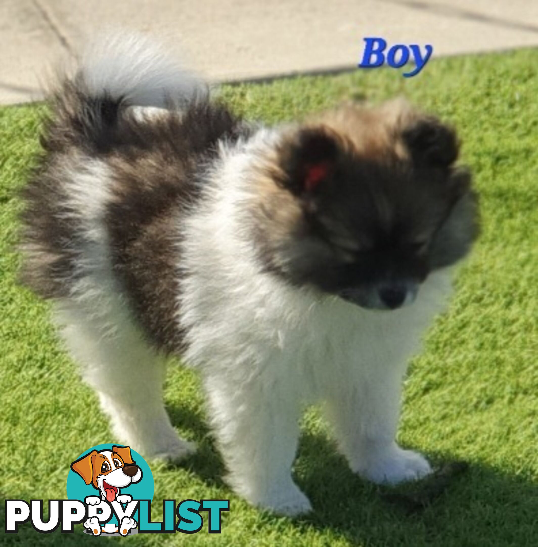 Pomeranian puppies