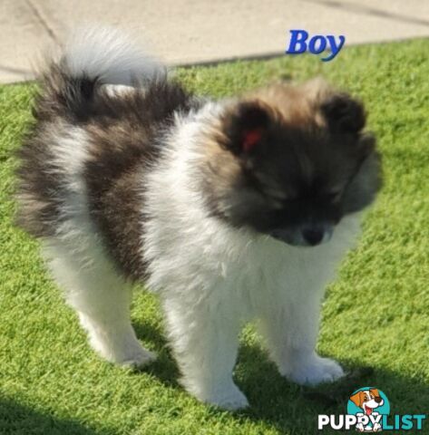 Pomeranian puppies