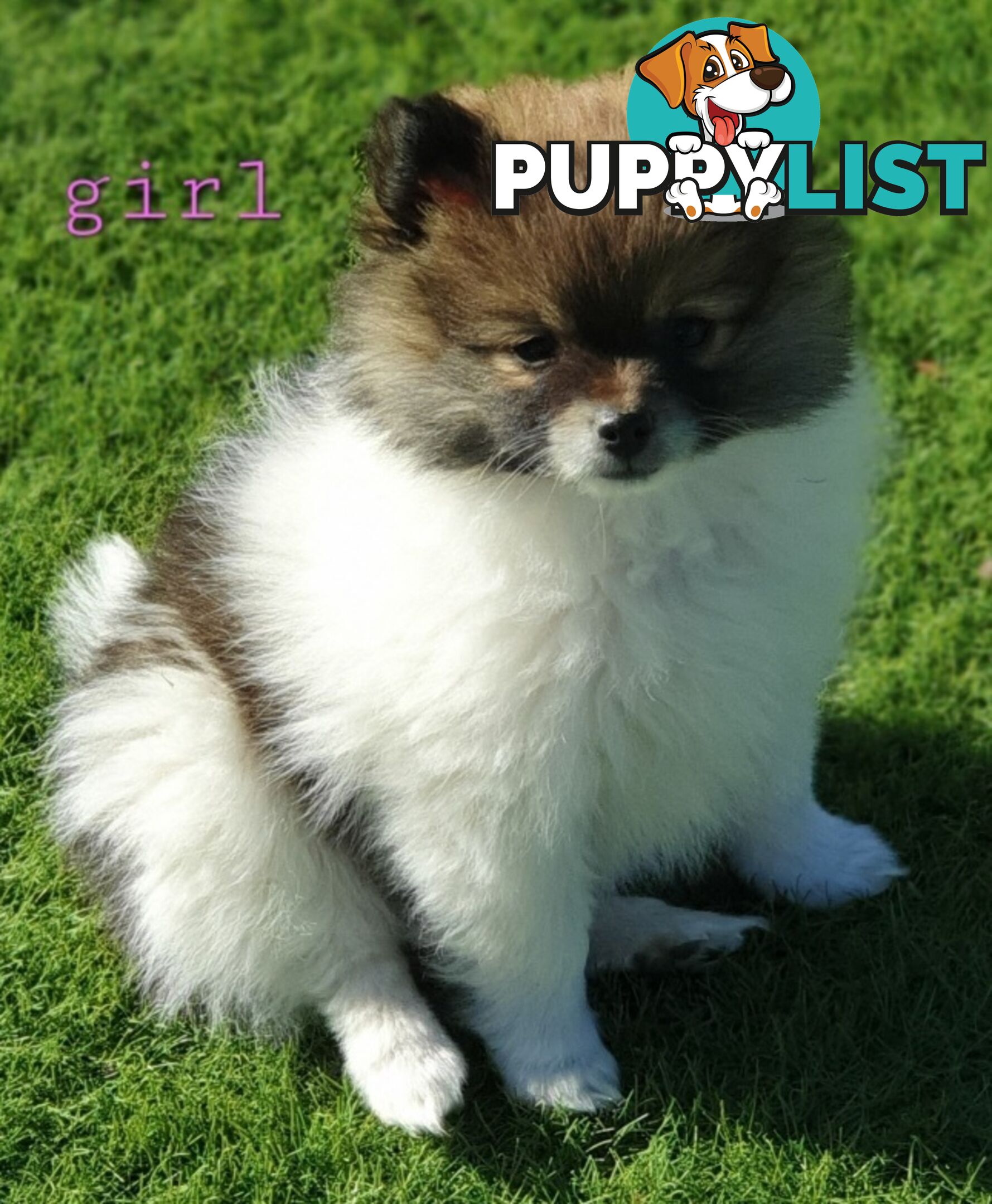 Pomeranian puppies