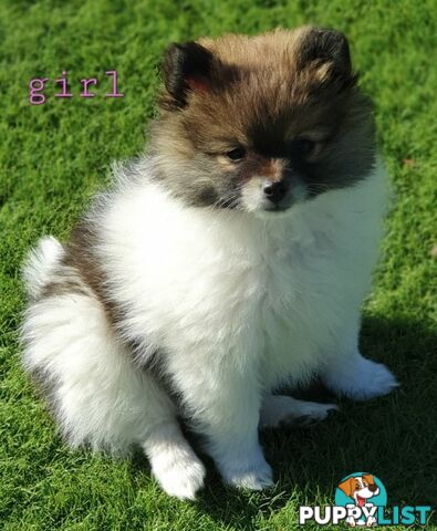 Pomeranian puppies