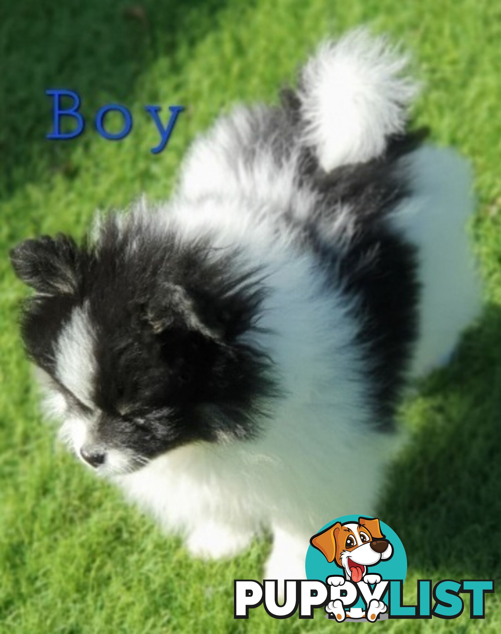 Pomeranian puppies