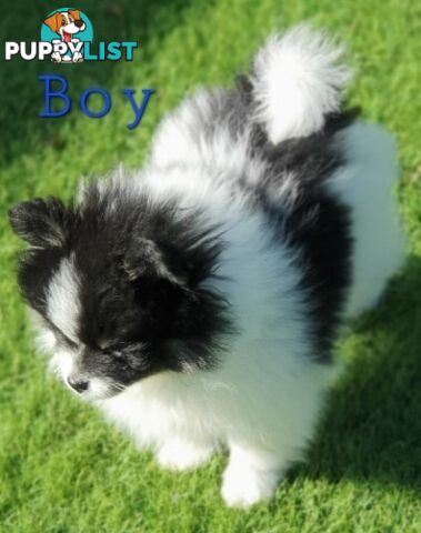 Pomeranian puppies