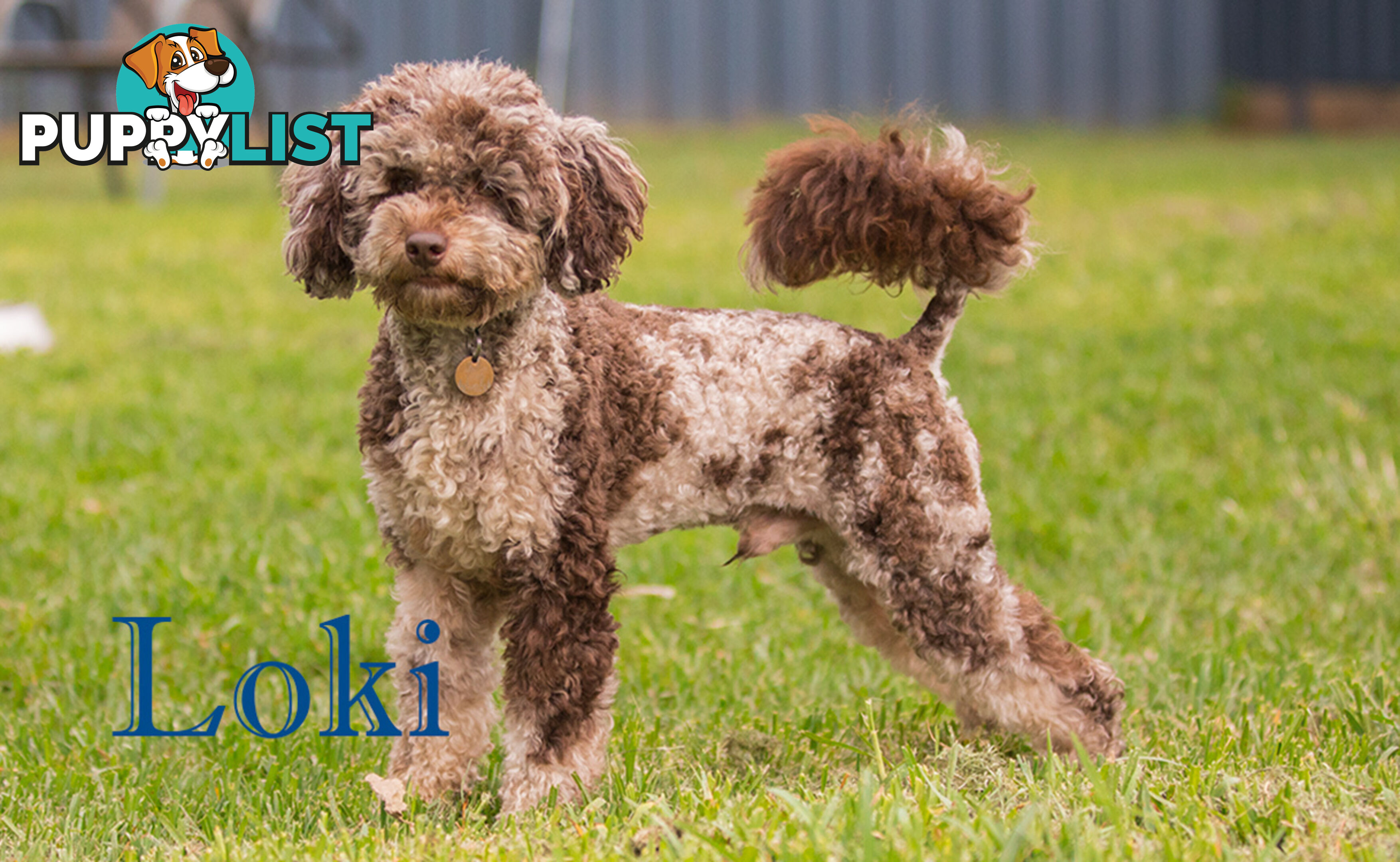 Chocolate phantom merle, Ruby Red, Parti Poodle Stud Sydney