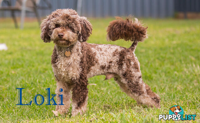 Chocolate phantom merle, Ruby Red, Parti Poodle Stud Sydney