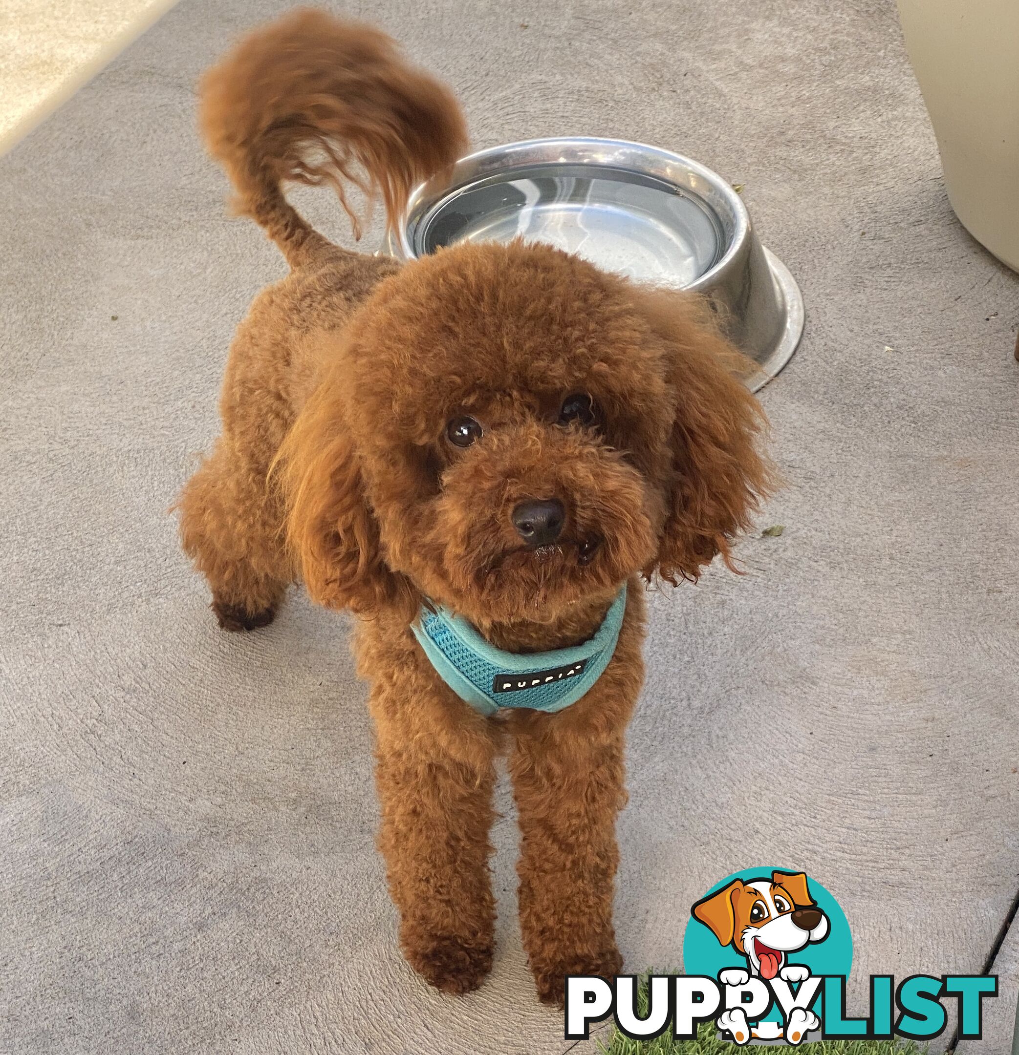 Chocolate phantom merle, Ruby Red, Parti Poodle Stud Sydney