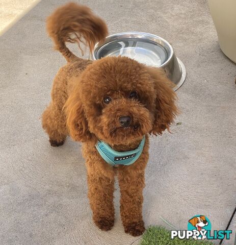 Chocolate phantom merle, Ruby Red, Parti Poodle Stud Sydney