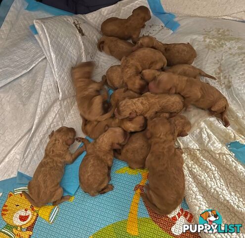 Chocolate phantom merle, Ruby Red, Parti Poodle Stud Sydney