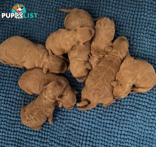 Chocolate phantom merle, Ruby Red, Parti Poodle Stud Sydney